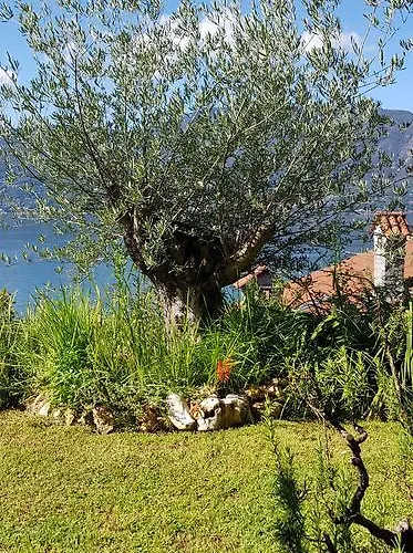 Renalu 4* Βερμπάνια